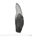 UW101-1131 Homo naledi LLI2 mesial