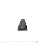 UW101-1132 Homo naledi LLI1 apical