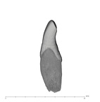 UW101-1132 Homo naledi LLI1 distal