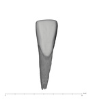 UW101-1132 Homo naledi LLI1 labial