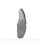 UW101-1132 Homo naledi LLI1 mesial