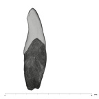 UW101-1133 Homo naledi LRI1 distal