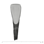 UW101-1133 Homo naledi LRI1 lingual