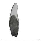 UW101-1133 Homo naledi LRI1 mesial