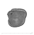 UW101-1135 Homo naledi URM germ apical