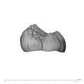UW101-1135 Homo naledi URM germ buccal