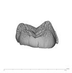 UW101-1135 Homo naledi URM germ distal