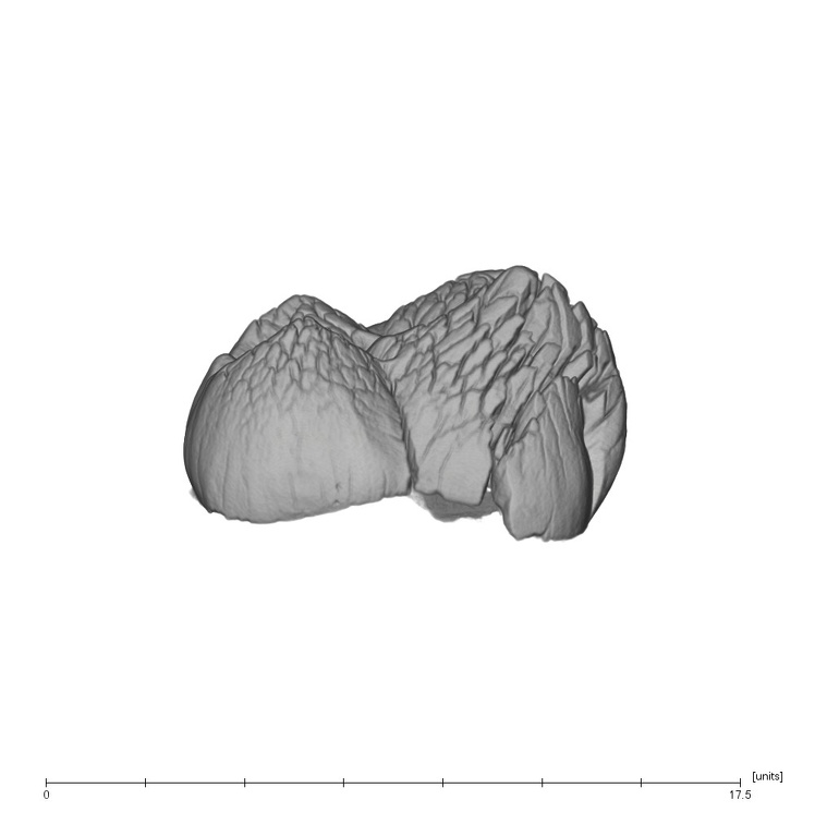 UW101-1135 Homo naledi URM germ lingual