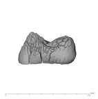 UW101-1135 Homo naledi URM germ mesial
