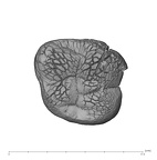 UW101-1135 Homo naledi URM germ occlusal