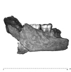 UW101-1142 Homo naledi mandible buccal