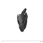 UW101-1142 Homo naledi mandible distal