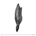 UW101-1142 Homo naledi mandible inferior