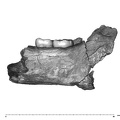UW101-1142 Homo naledi mandible lingual