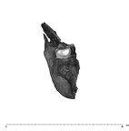 UW101-1142 Homo naledi mandible mesial