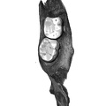 UW101-1142 Homo naledi mandible occlusal