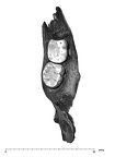 UW101-1142 Homo naledi mandible occlusal