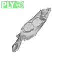 UW101-1142 Homo naledi mandible ply