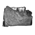 UW101-1142 Homo naledi hide buccal