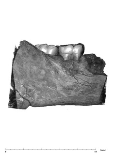 UW101-1142 Homo naledi hide buccal
