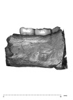 UW101-1142 Homo naledi hide lingual