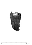 UW101-1142 Homo naledi hide mesial