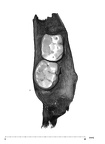 UW101-1142 Homo naledi hide occlusal