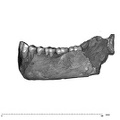 UW101-1261 left Homo mandible lateral