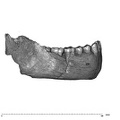 UW101-1261 right Homo mandible lateral