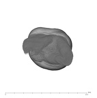 UW101-1269 Homo naledi ULM3 apical