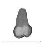 UW101-1269 Homo naledi ULM3 buccal