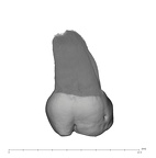 UW101-1269 Homo naledi ULM3 lingual