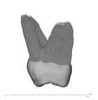 UW101-1269 Homo naledi ULM3 mesial
