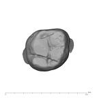 UW101-1269 Homo naledi ULM3 occlusal