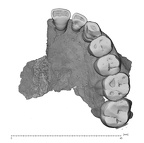 UW101-1277 maxilla Homo maxilla maxilla inferior