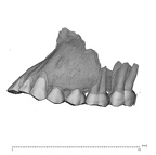 UW101-1277 maxilla Homo maxilla maxilla lateral 1