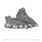 UW101-1277 maxilla Homo maxilla maxilla lateral 2