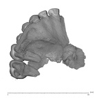 UW101-1277 maxilla Homo maxilla maxilla superior