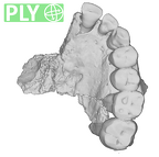 UW101-1277 maxilla Homo maxilla maxilla ply