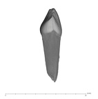 UW101-1287A Homo naledi ULDC distal