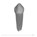 UW101-1287A Homo naledi ULDC labial