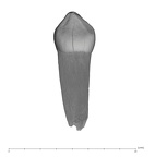 UW101-1287A Homo naledi ULDC lingual
