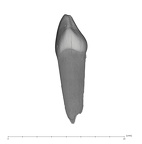 UW101-1287A Homo naledi ULDC mesial
