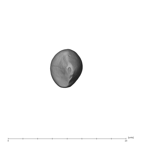 UW101-1287A Homo naledi ULDC occlusal