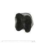 UW101-1287B Homo naledi LRM1 apical
