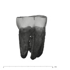 UW101-1287B Homo naledi LRM1 buccal