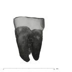UW101-1287B Homo naledi LRM1 lingual