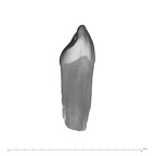 UW101-1304 Homo naledi ULDI2 distal