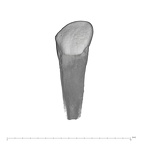 UW101-1304 Homo naledi ULDI2 labial