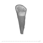 UW101-1304 Homo naledi ULDI2 lingual